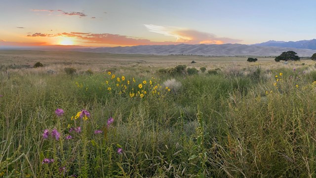 A grassy sand dune bathed in warm sunset light, with tall dune grass and the sky glowing