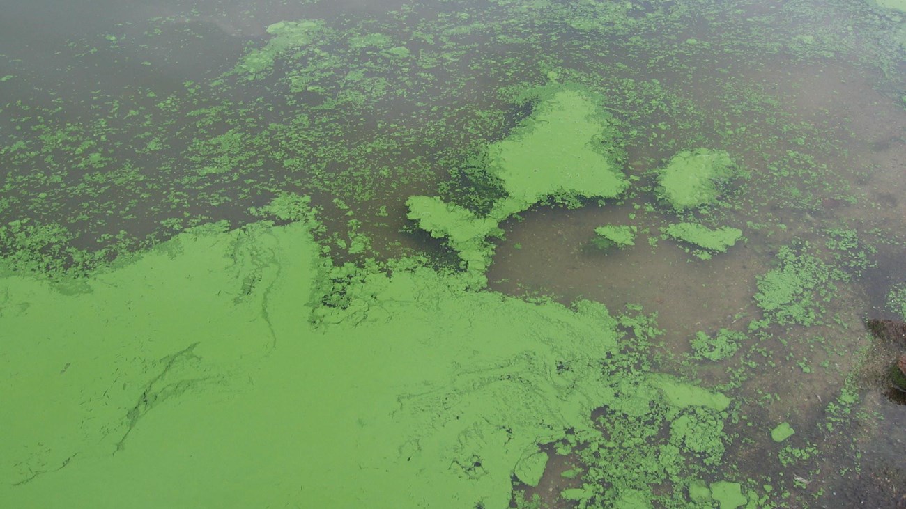 harmful algal blooms in river