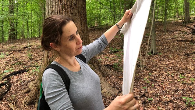 epidemiologist inspects a white cloth for ticks in a park