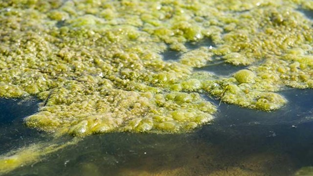 harmful algal blooms in a park