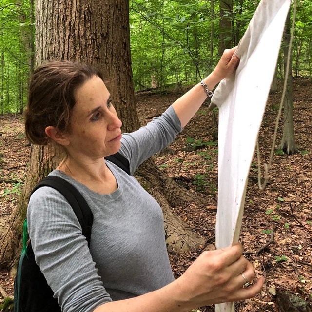 epidemiologist inspects a white cloth for ticks in a park