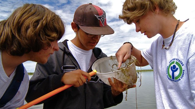 Young scientists examine organisms in a net