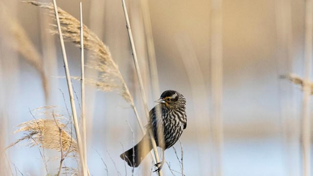 A red-winged blackbird.