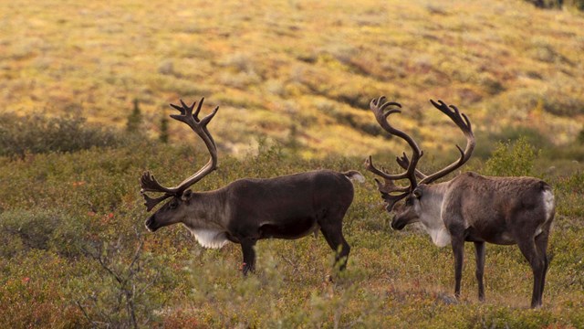 Caribou in Denali NP