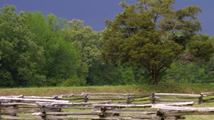A field with a wooden fence and dense trees in the background.