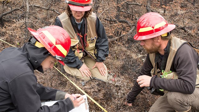 Fire ecologist working in the field