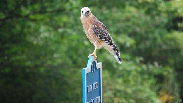 A red shouldered hawk perches on a blue sign marking the Union Line. 