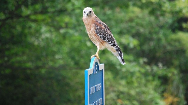A red shouldered hawk perches on a blue sign marking the Union Line.