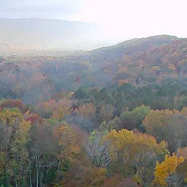 trees