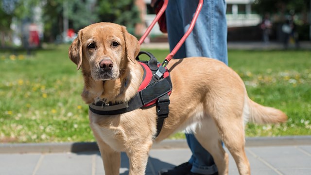 A service dog wearing a harness stands on a sidewalk in front of its handler.