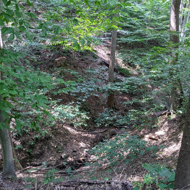 a lush green forest with deep ravine