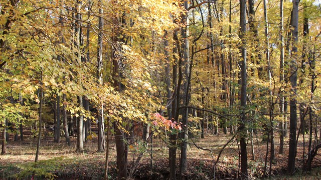 dirt trail through a forest 