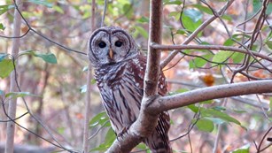 barned owl in Greenbelt Park 
