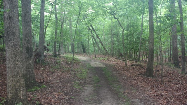 people removing invasives plants