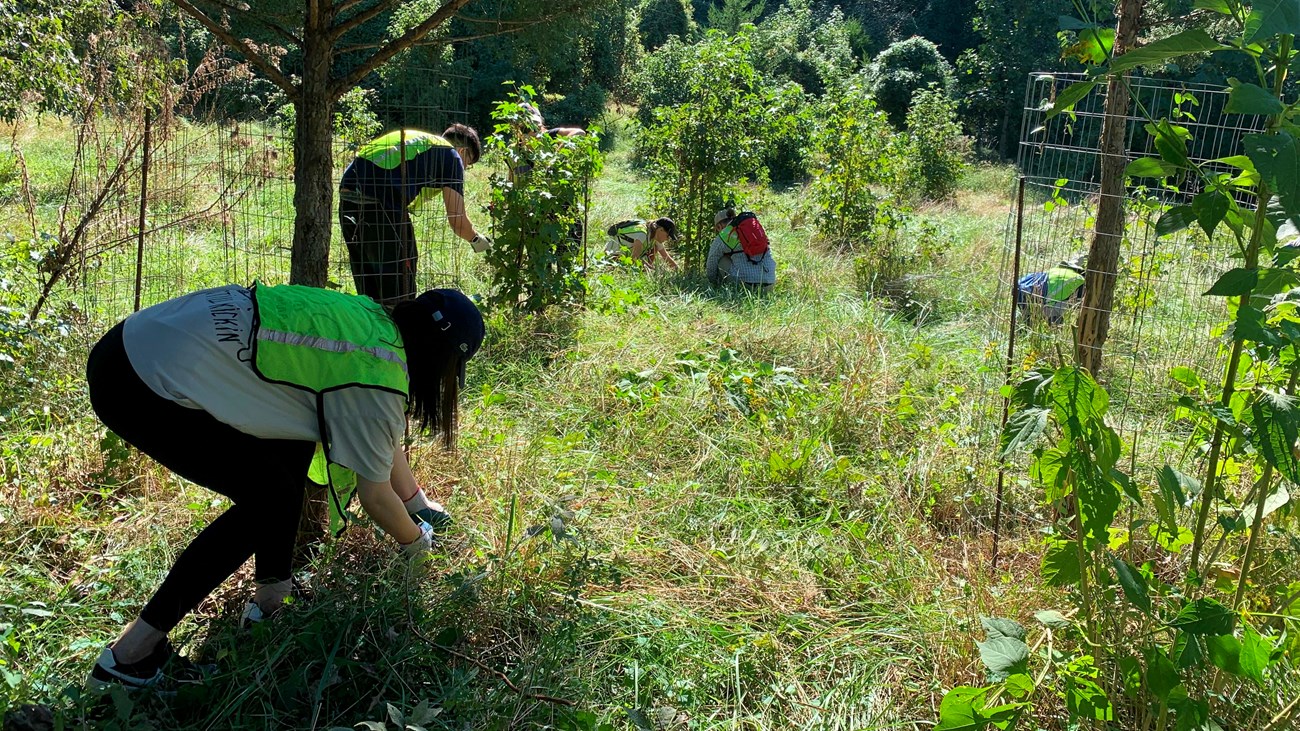 People weeding around trees.