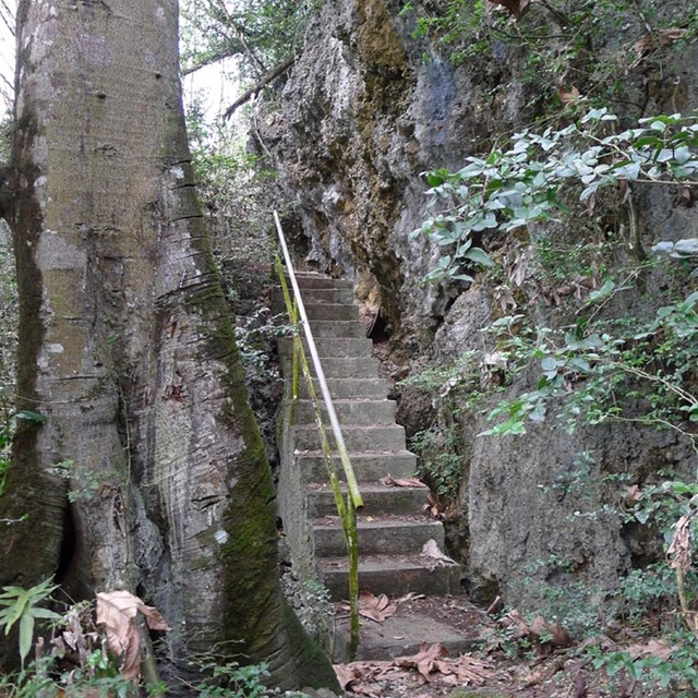 Stairs on a next to a large tree on a trail