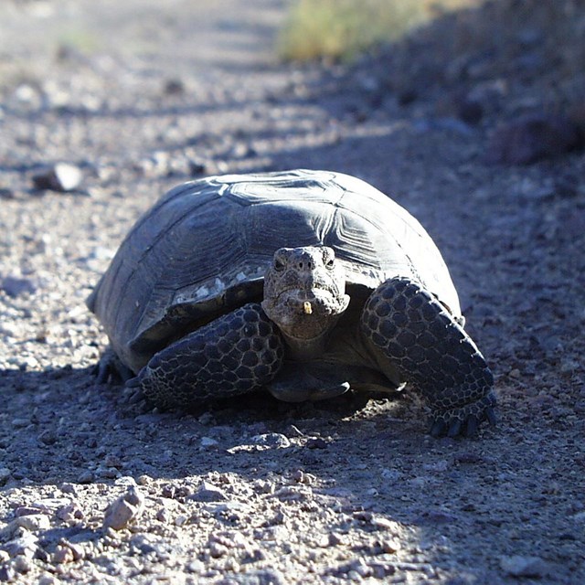 desert tortoise