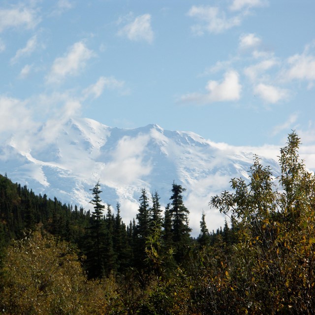 trees and a snow covered mountain in the distance