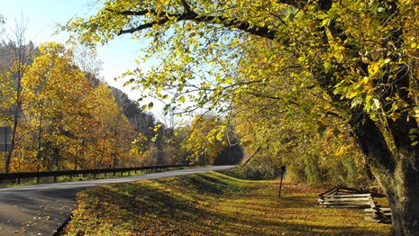 road and trees in fall time
