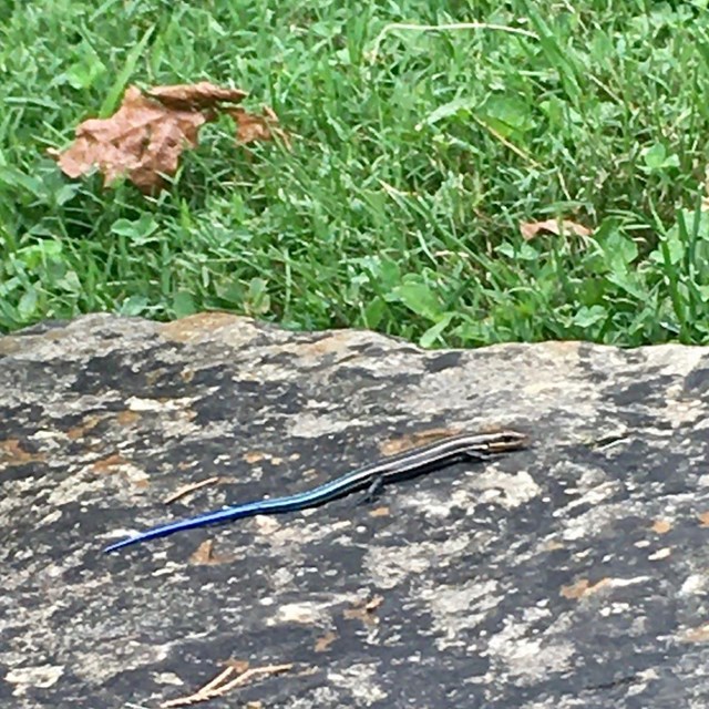 skink on a log