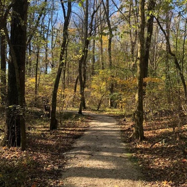 gravel trail, trees on both sides