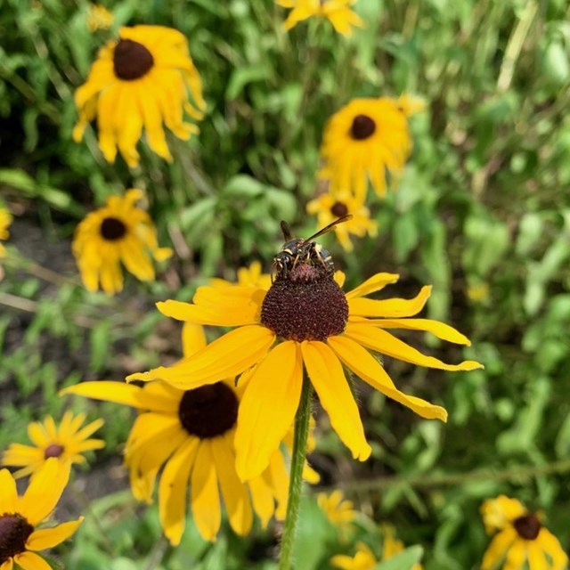 wasp on a yellow flower