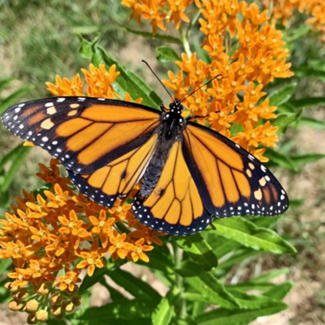 Butterfly on flower