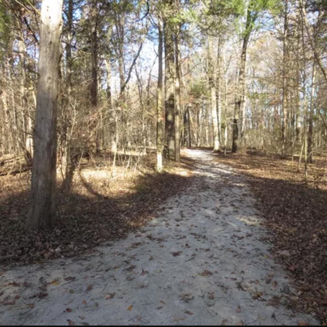 Gravel trail, trees on both sides