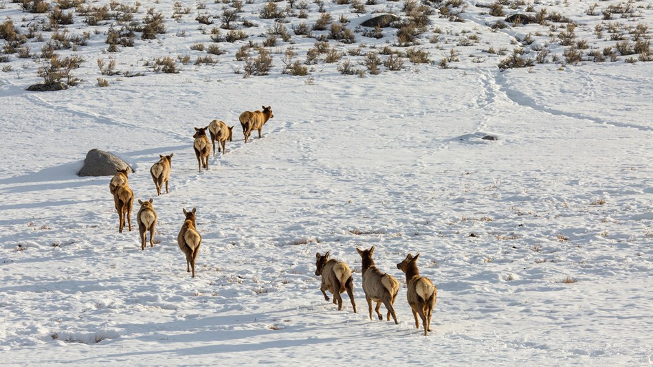 Herd of elk moving in the snow
