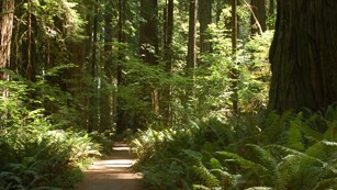 a path winds along very tall trees