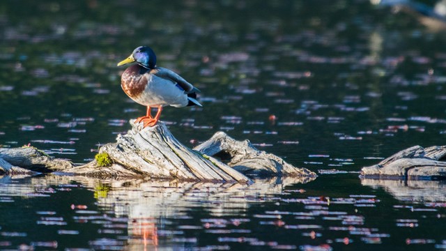 a bird perched on a rock in a lake