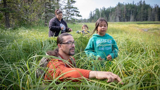 Wabanaki sweetgrass harvesters in a field of sweetgrass