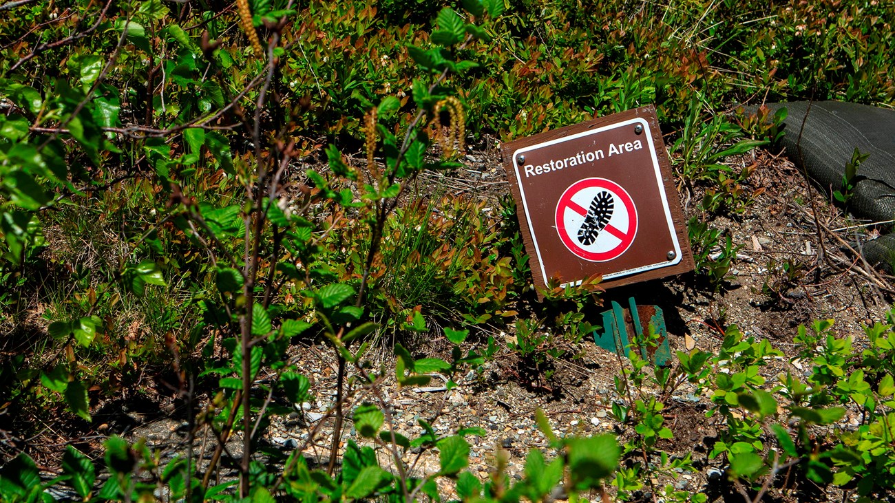 patch of green plants with sign saying Restoration Area, please do no walk 