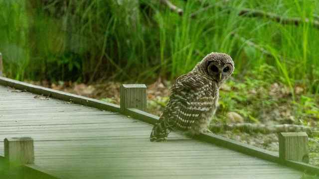 Barred owl sitting on boardwalk