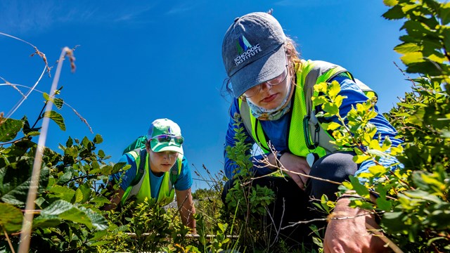 two people in schoodic institute hat observe small vegetation experiment plot