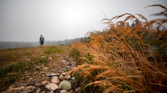A person walks along a path lined with grasses