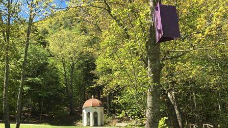 A purple trap hangs from a tree in front of a small building