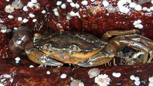 a close up of a green crab on red rocks with white barnacles
