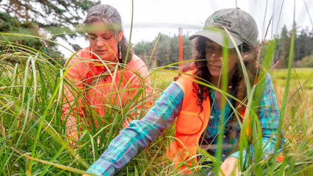 Two women kneel in tall grass