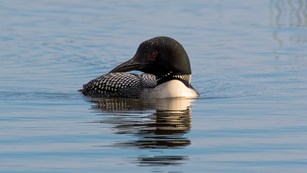 A common loon swims on Echo Lake in Acadia National Park