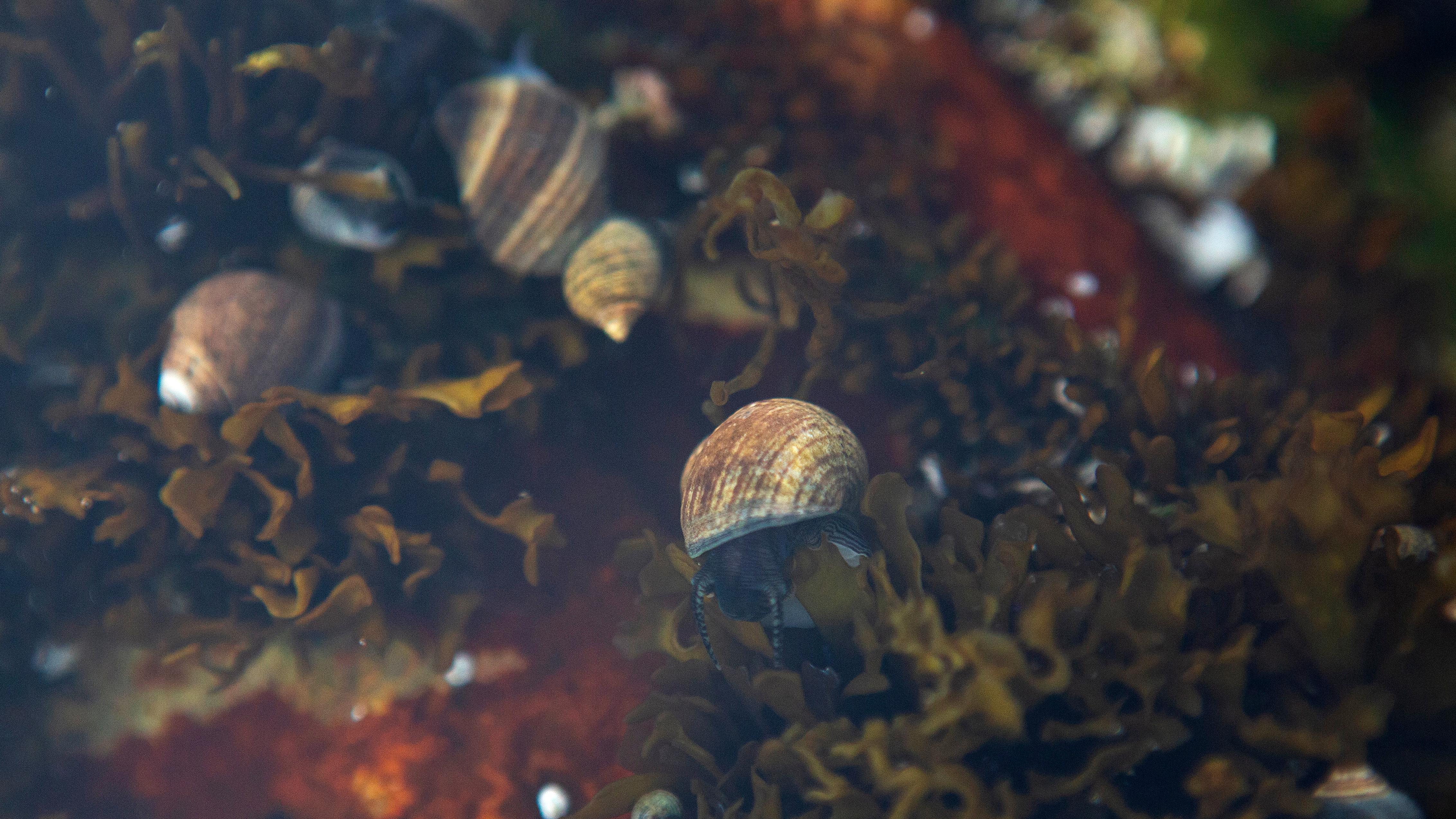 Tide pool with snail at Acadia National Park