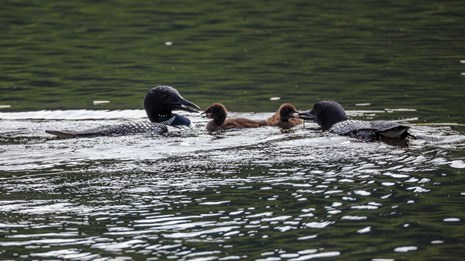 A loon couple feed their two young chicks.