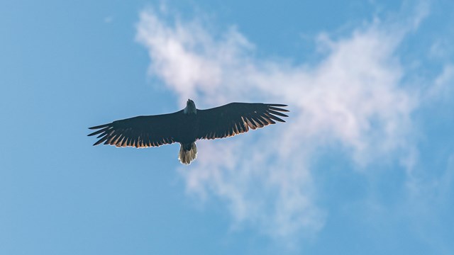 View of an eagle flying over a blue sky