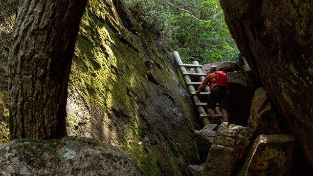 Person hiking up a ladder in a forest