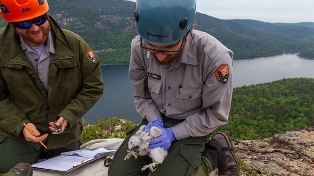 On top of a mountain a scientists in a hard hat holds a fluffy bird