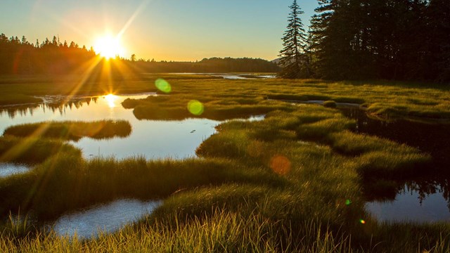 sunset reflected in water amongst wetland grasses