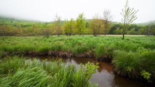 Green foliage near a stream with a meadow and mountain in the background