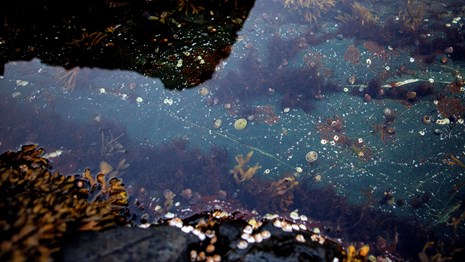 Detailed view of a tidepool and rock kelp