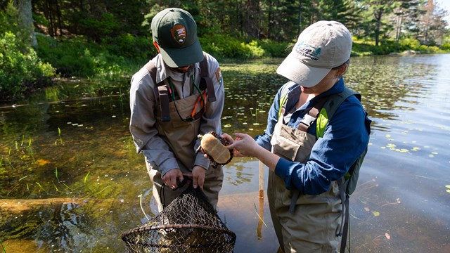 Two researchers standing in a pond holding a turtle