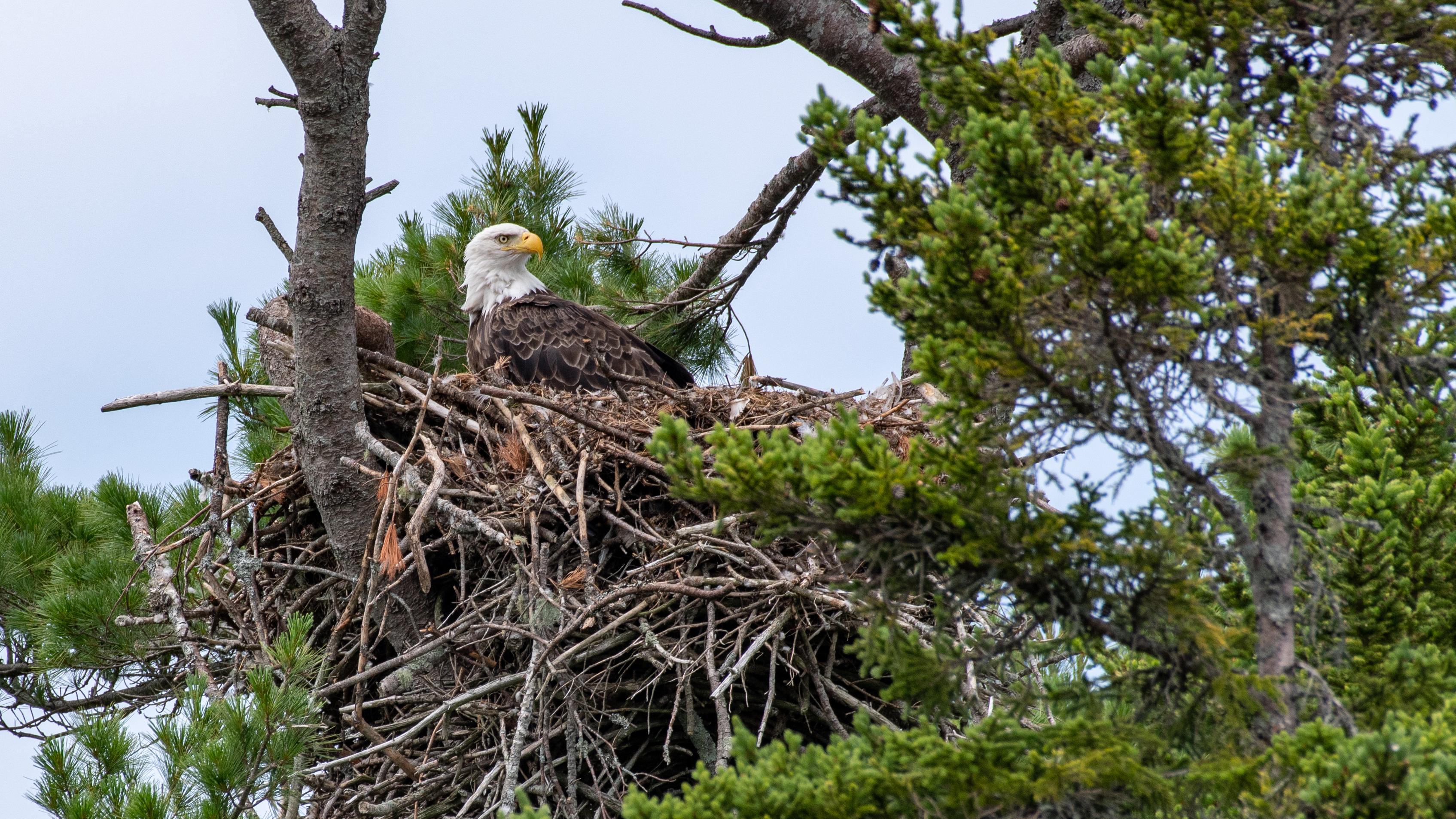A bald eagle sits on a large nest high in the branches of a tall tree.